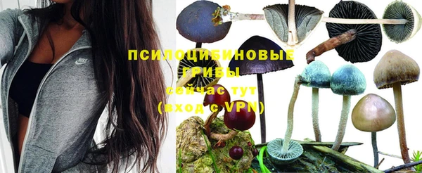 прущие грибы Нягань